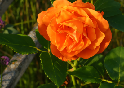 Orangefarbene Rose in voller Blüte im Garten der Ferienwohnung Jaeger in Viereth bei Bamberg.